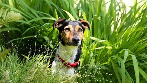 Dog ate 2024 cow manure